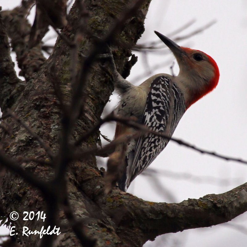 20Dec-CBC 130.jpg - Red-bellied Woodpecker